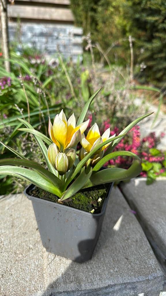 Botonische tulpjes, sieruitjes, blauwe druifjes, narcissen, Ophalen, Voorjaar, Volle zon, Bloembol