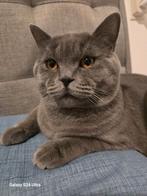 Britse korthaar,Geslacht Kater,, Dieren en Toebehoren, Katten en Kittens | Dekkaters