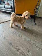 Toy/mini poedels abrikoos kleur, Dieren en Toebehoren, Poedel, Particulier, 8 tot 15 weken, Buitenland