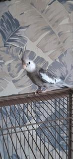Valkparkiet witmasker, Dieren en Toebehoren, Vogels | Parkieten en Papegaaien, Mannelijk, Parkiet