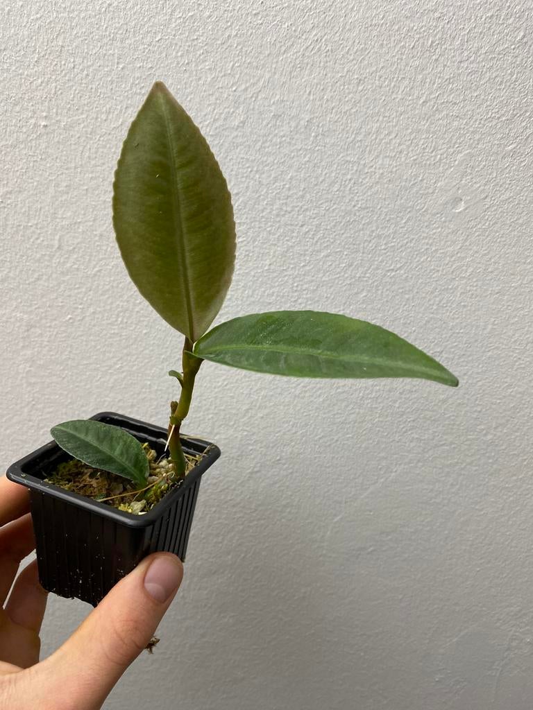 Labisia sp. Silver Net - sumatra, Ophalen of Verzenden, Halfschaduw, Minder dan 100 cm