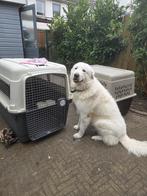 Transportbox Nomad XXXL – Donkergrijs, Ophalen, Nieuw