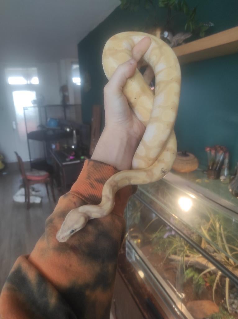 1.0 Banana Enchi het. Clow (Paradox), Dieren en Toebehoren, Slang, Tam, 0 tot 2 jaar