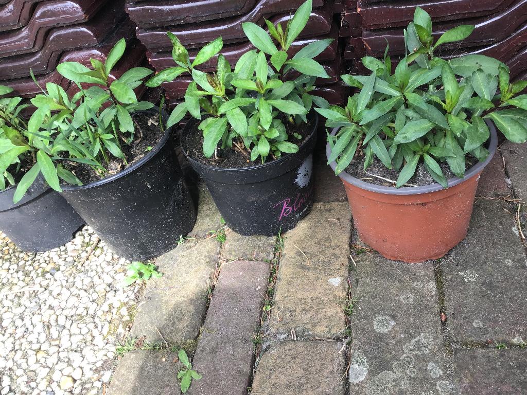 Phlox vaste plant, Tuin en Terras, Vaste plant, Halfschaduw, Zomer, Ophalen