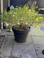 Skimmia wit, Ophalen, Vaste plant, Overige soorten, Volle zon