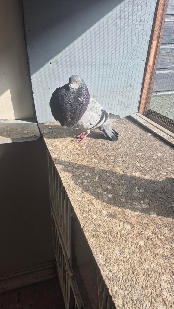 Gaditano doffer, Mannelijk, Kropper