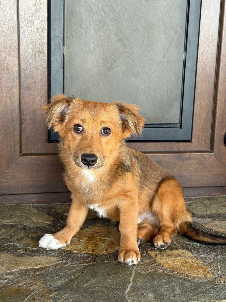 Puppys 5maanden adoptie herplaatser, Dieren en Toebehoren, Particulier, 15 weken tot 1 jaar, Buitenland, Parvo