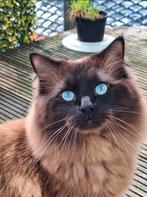 Dekkater Ragdoll Minos Seal point Mink, Kater