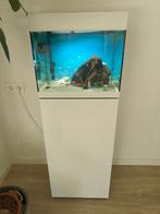 Oase StyleLine 85 aquarium compleet met JBL e902 pomp., Ophalen, Gebruikt, Oase, Gevuld zoetwateraquarium