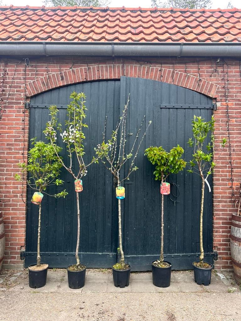 Diverse halfstam fruitbomen.  5 voor €100, Ophalen, Volle zon, Overige soorten