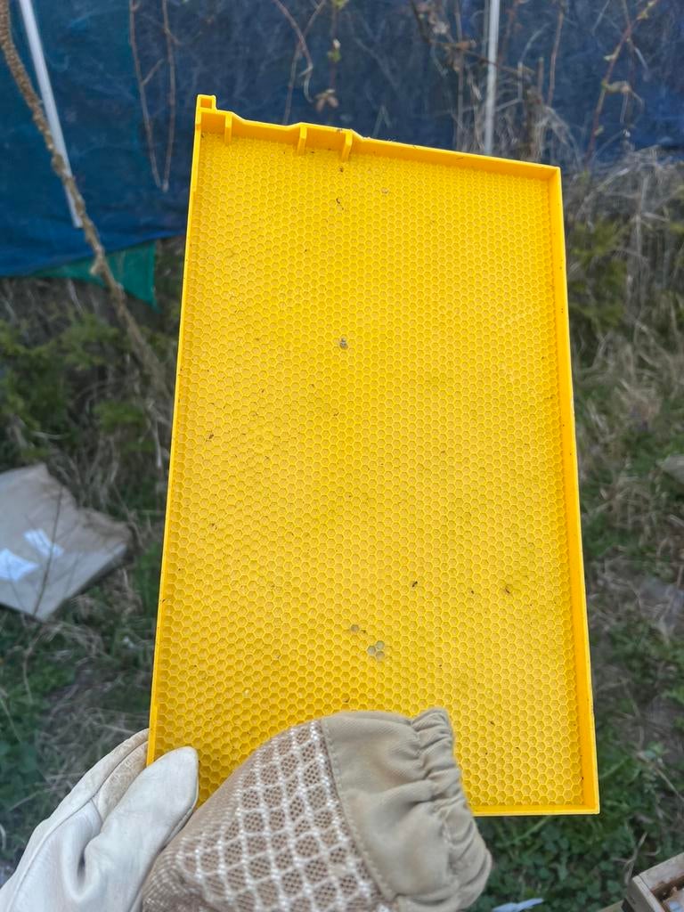 Te koop: Complete bijenkast (zo goed als nieuw), Bijen