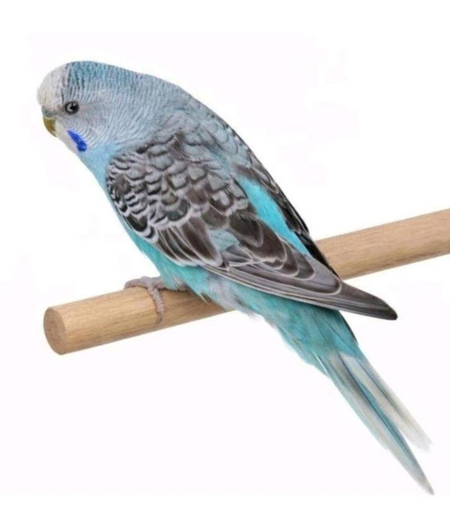 Melanistic split Blackface, Dieren en Toebehoren, Vrouwelijk, Parkiet, Geringd