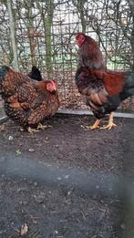 Prachtig trio Wyandotte krielen raszuiver goud zwart gezoomd, Meerdere dieren, Kip