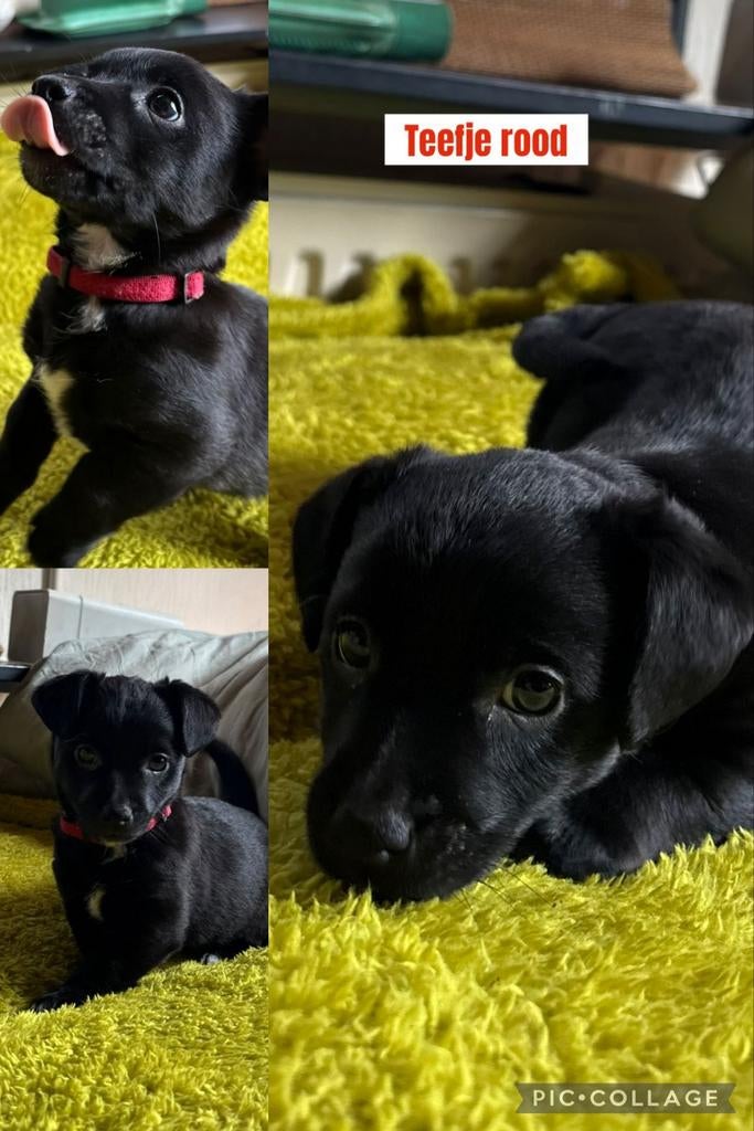 Lieve pups zoeken een warm thuis, 8 tot 15 weken, Parvo, Meerdere, Meerdere dieren