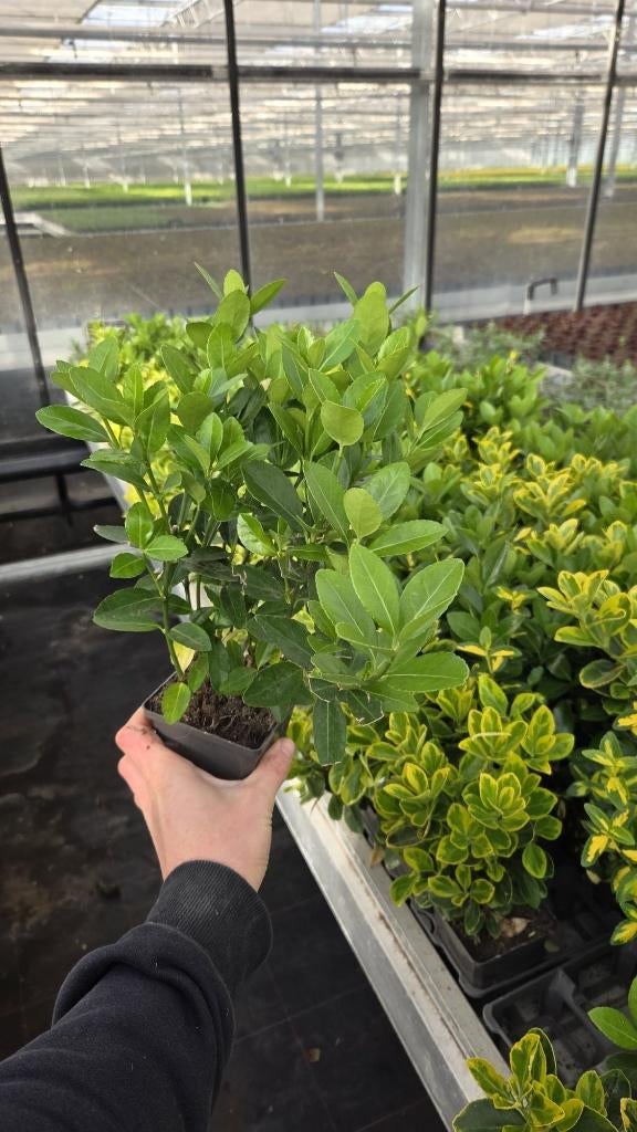 Restpartij 100 stuks - Euonymus japonicus MIX, Tuin en Terras, Planten | Tuinplanten, Bodembedekkers, Vaste plant, Ophalen of Verzenden
