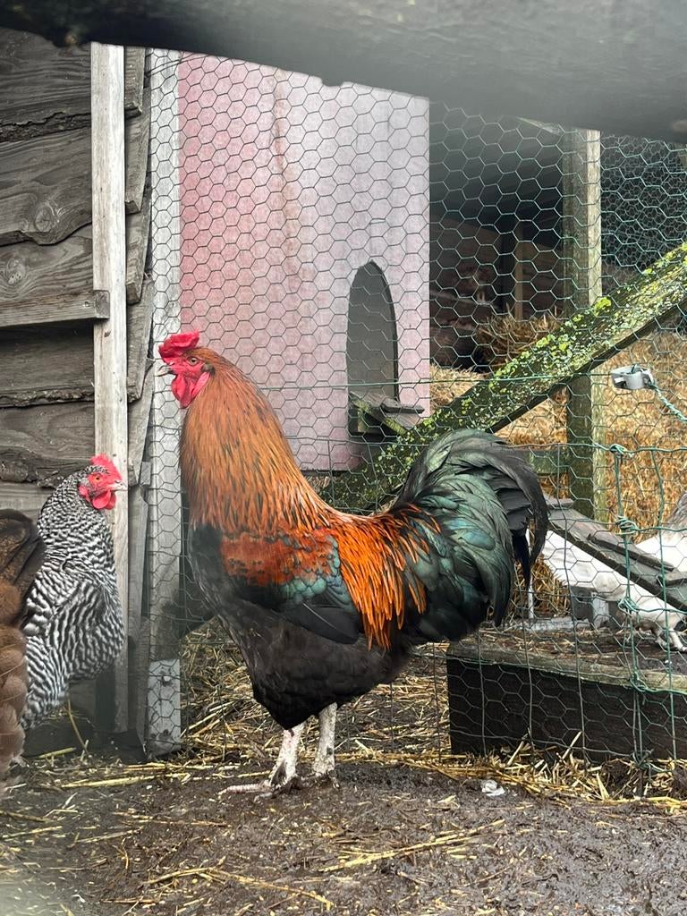 Kleurlegger haan, Dieren en Toebehoren, Pluimvee, Mannelijk, Kip