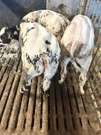 Zeer luxe blauwe vaarzen, Dieren en Toebehoren