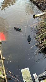 Koppeltje mooie zwarte kwakers, Meerdere dieren, Eend