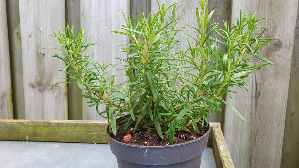 Rozemarijn Plant, Ophalen, Overige soorten, Volle zon