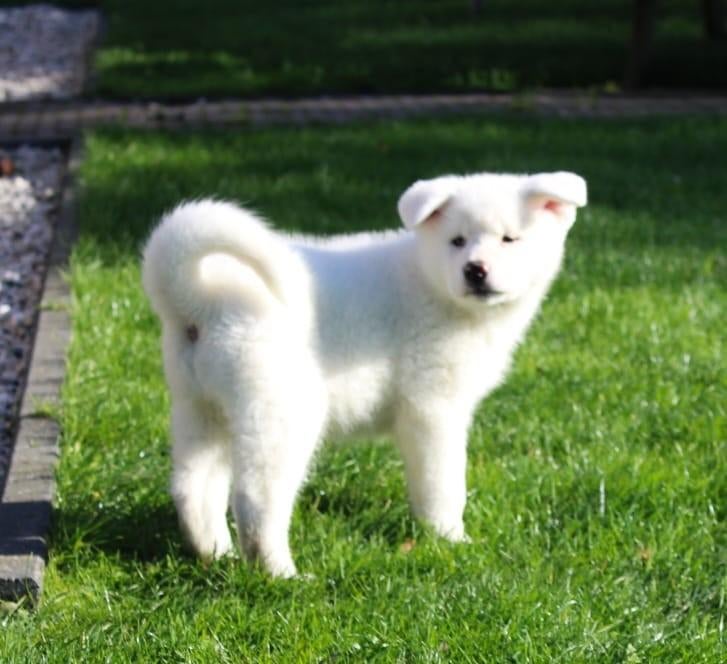 zeldzaam mooie witte japanse akita pups, Dieren en Toebehoren, Honden | Poolhonden, Keeshonden en Oertypen, Parvo, Overige rassen