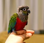 Pyrrhura Perlata Perlata (Man), Mannelijk, Parkiet, Geringd