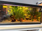 Aquarium 150 L met kast, Dieren en Toebehoren, Vissen | Aquaria en Toebehoren, Ophalen, Inclusief deksel, Gebruikt, Leeg aquarium