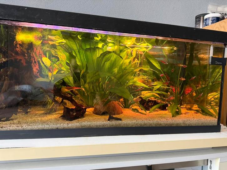 Aquarium 150 L met kast, Dieren en Toebehoren, Vissen | Aquaria en Toebehoren, Gebruikt, Leeg aquarium, Inclusief deksel, Inclusief planten