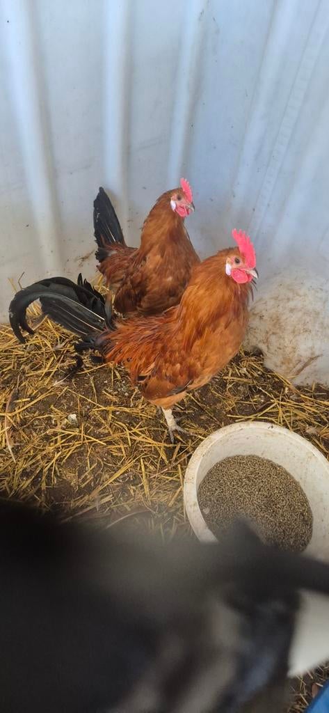 2 hanen groninger meeuw goudpel