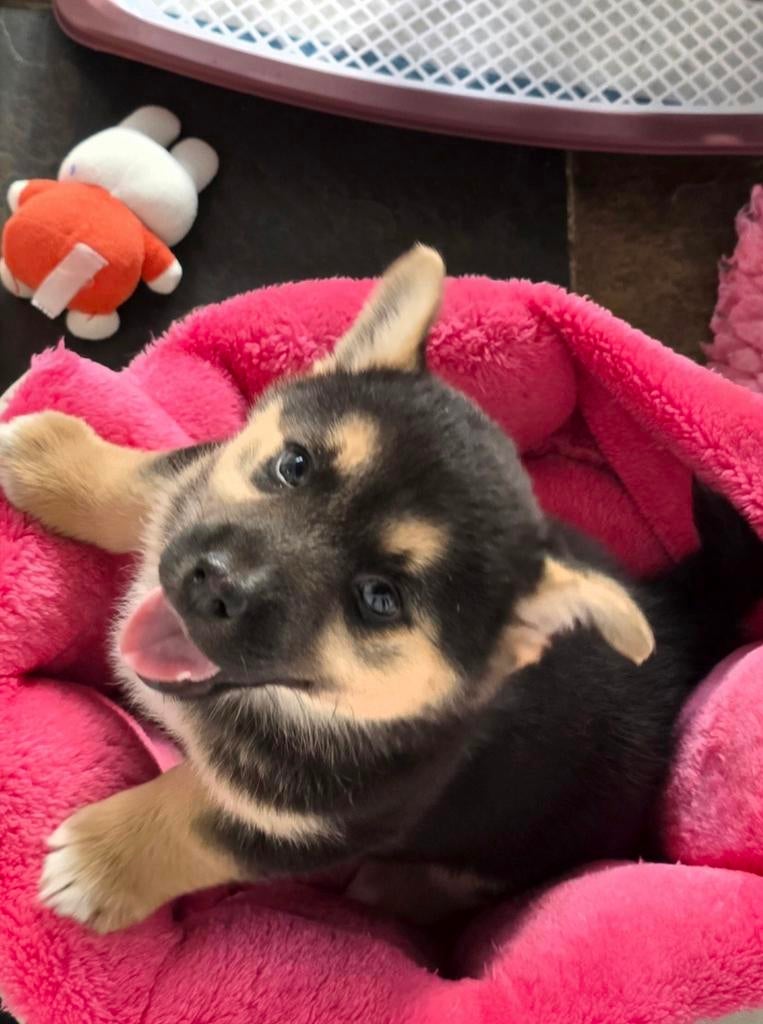 Mooie lieve pomsky / corgi mix pup pups, Dieren en Toebehoren, Honden | Poolhonden, Keeshonden en Oertypen, Parvo, 8 tot 15 weken