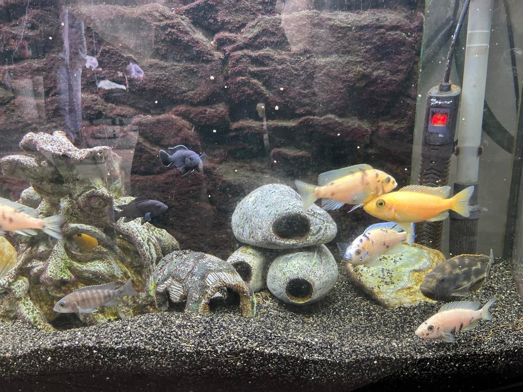 Cicliden, Dieren en Toebehoren, Vissen | Aquariumvissen, Vis