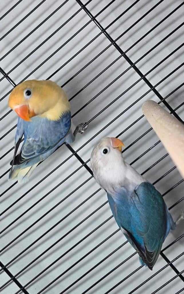 Agapornis fischeri opaline, Dieren en Toebehoren, Vogels | Parkieten en Papegaaien, Meerdere dieren, Dwergpapegaai of Agapornis