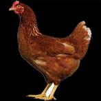 Mooie bruine leghennen 19wk. Inruil oude mogelijk. !!!!!, Vrouwelijk, Kip
