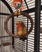 Agapornis 1,5/2 jaar oud inclusief kooi en benodigdheden, Dieren en Toebehoren, Vogels | Parkieten en Papegaaien, Geslacht onbekend