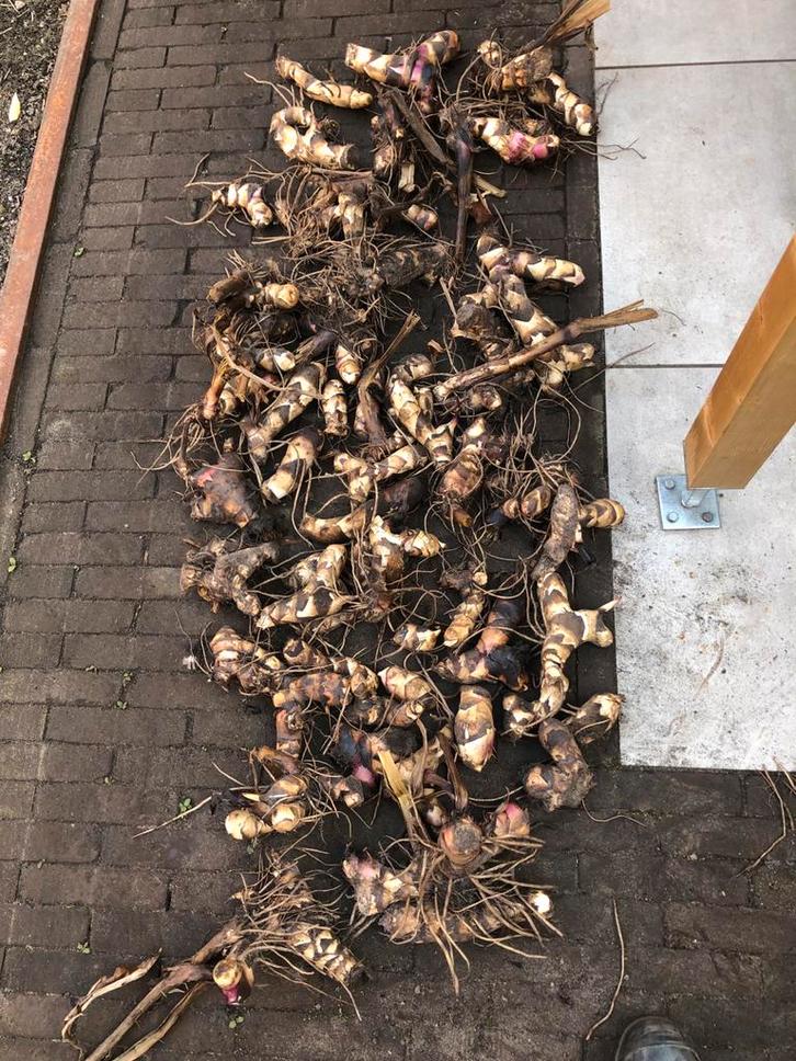 Canna-knollen (rode variant tot 2 meter hoog), Tuin en Terras, Bloembollen en Zaden, Knol, Volle zon, Ophalen of Verzenden