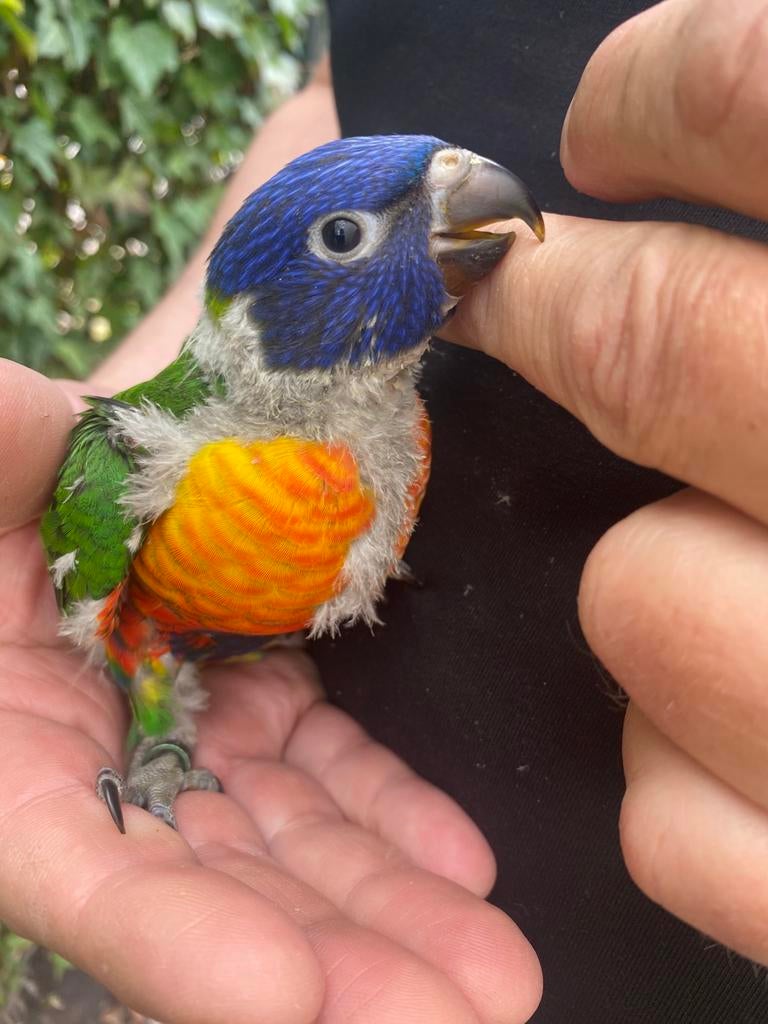 Jonge Lori van de blauwe bergen., Dieren en Toebehoren, Geslacht onbekend, Papegaai, Geringd