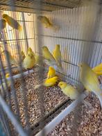 Gele kanaries, Dieren en Toebehoren, Vogels | Kanaries, Mannelijk, Kleurkanarie