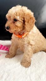 Toy/dwerg poedel Zeer mooi abricot kleur !! Gezond !!, Dieren en Toebehoren, Poedel, 8 tot 15 weken, Teef, Meerdere