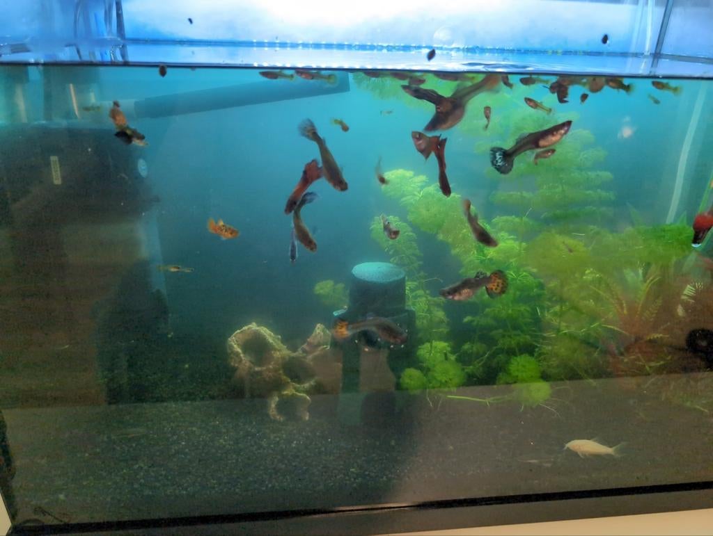 Mooie guppies te koop!, Vis