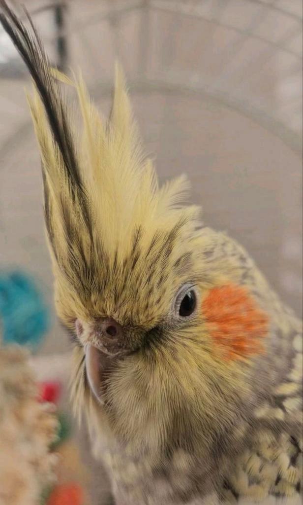 Bewezen koppel tam, Dieren en Toebehoren, Vogels | Parkieten en Papegaaien, Parkiet, Meerdere dieren, Pratend, Tam, Geringd