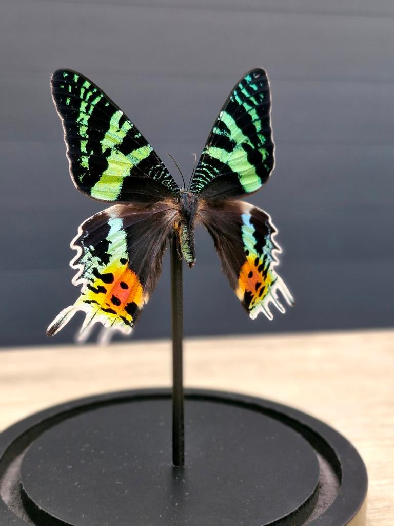 Opgezette vlinder,  stolp,  taxidermie, Ophalen of Verzenden, Nieuw, Insect, Opgezet dier