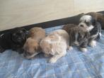 Een prachtnestje boomer pups, Dieren en Toebehoren, Parvo, Overige rassen, 8 tot 15 weken, Meerdere