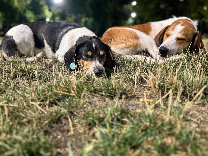 Biba en Boba zoeken een huisje!, Dieren en Toebehoren, Honden | Niet-rashonden, Groot, Meerdere dieren, Particulier, Meerdere