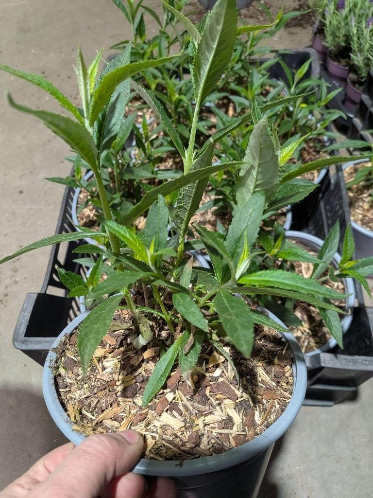 Tuinplanten partij Siergrassen, Hedera, Vlinderstruiken etc, Vaste plant, Bloeit niet, Halfschaduw, Ophalen