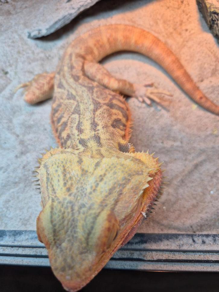 Baardagaam man Bearded Dragon - male for sale from RT