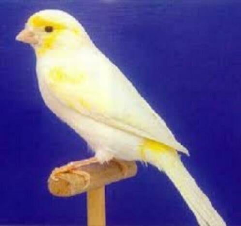 Prachtige Jonge Broedrijpe Geel mozaik kanaries, Dieren en Toebehoren, Vogels | Kanaries, Meerdere dieren, Kleurkanarie