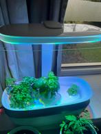 Groenten & fruit kweken, Ophalen of Verzenden, Bloeit niet, Groenteplanten, Volledige schaduw