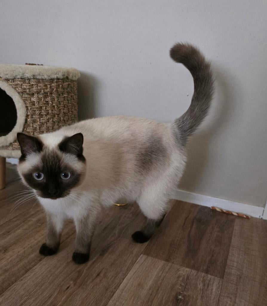 Britse korthaar choco point, Kater, Ingeënt