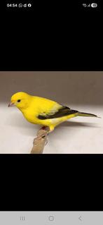 Gezocht, Dieren en Toebehoren, Vogels | Kanaries, Meerdere dieren