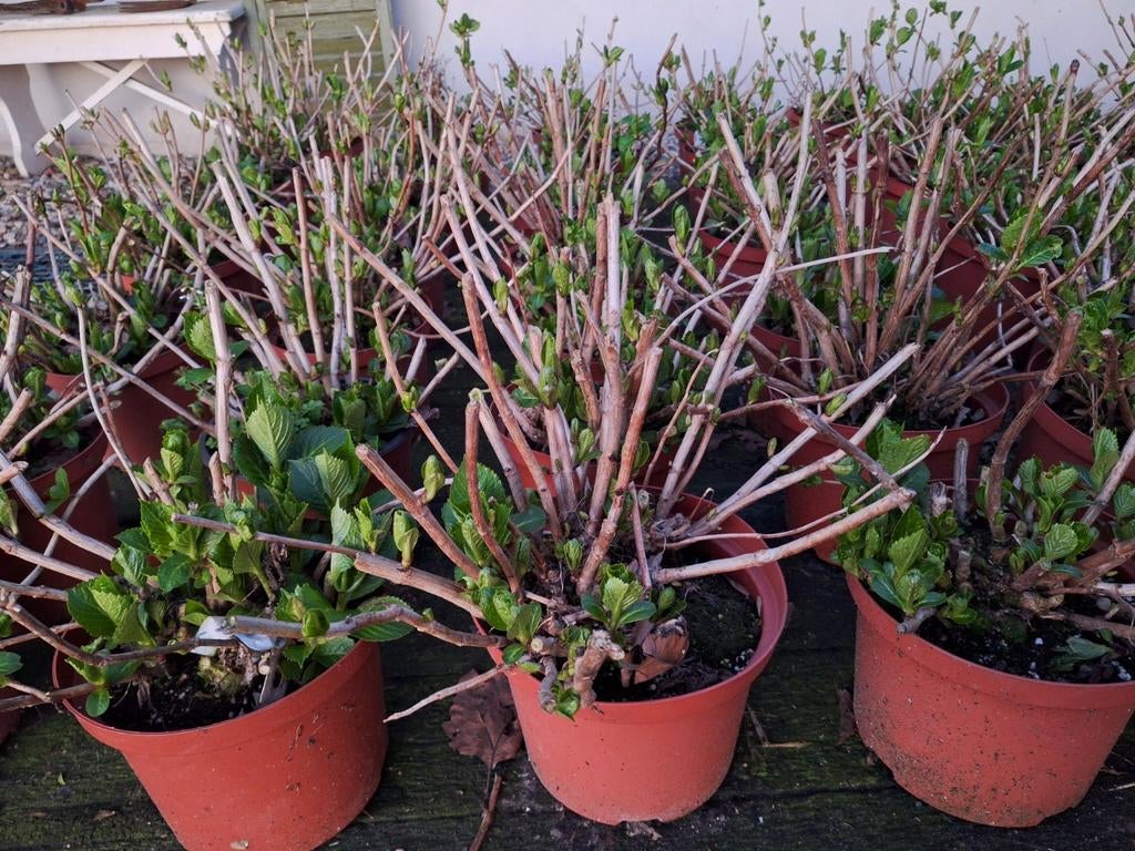 Hortensia s te koop, Ophalen of Verzenden, Overige soorten, Halfschaduw