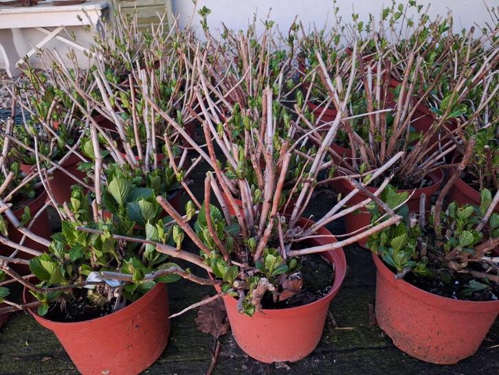 Hortensia s te koop, Tuin en Terras, Planten | Tuinplanten, Overige soorten, Halfschaduw, Ophalen of Verzenden